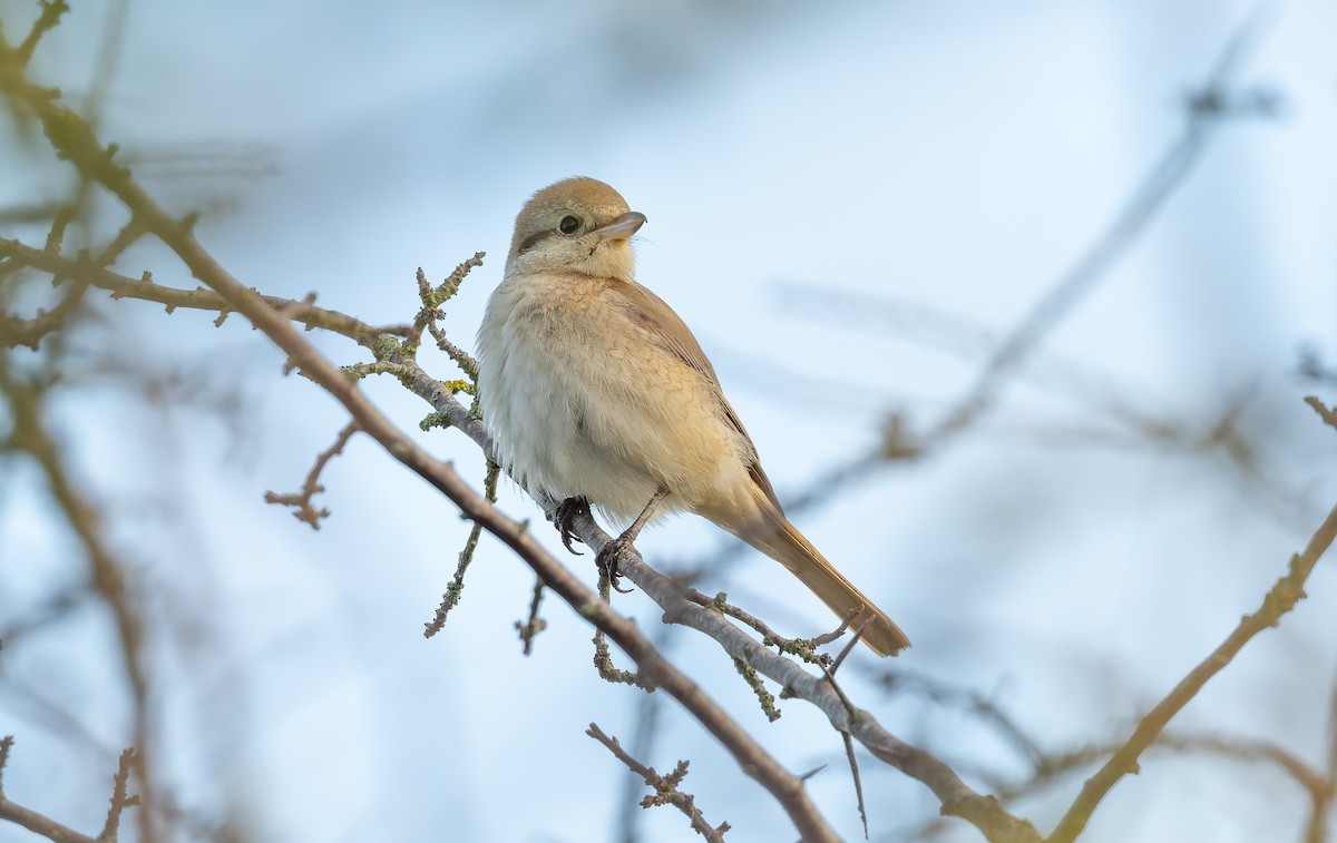 isabellavarsler - ML645161997