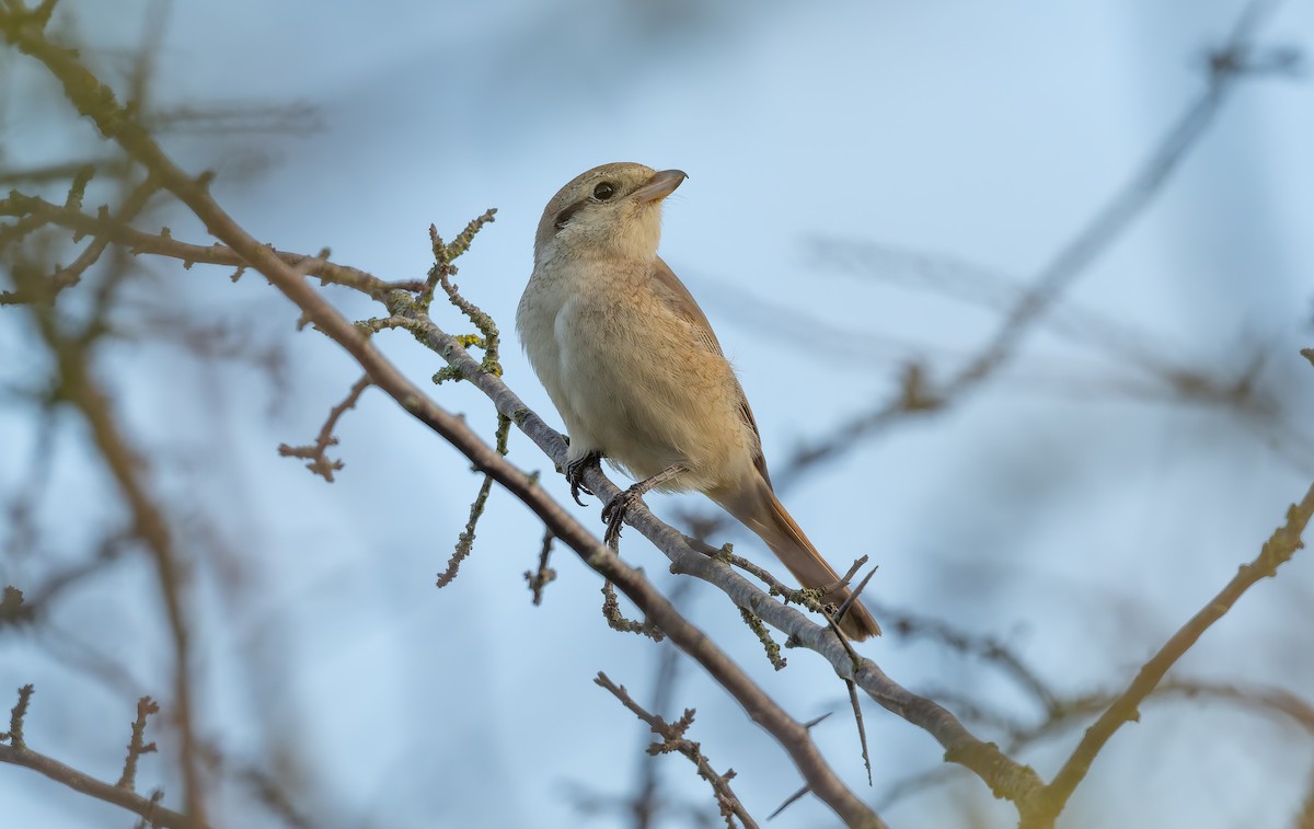 isabellavarsler - ML645161998