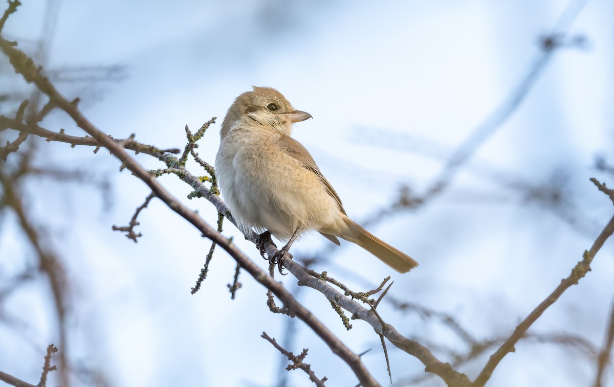 isabellavarsler - ML645161999