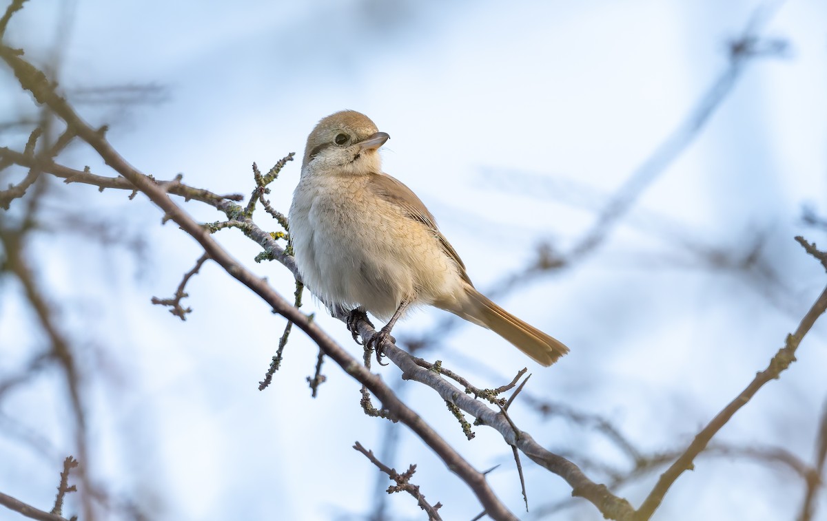 isabellavarsler - ML645162000