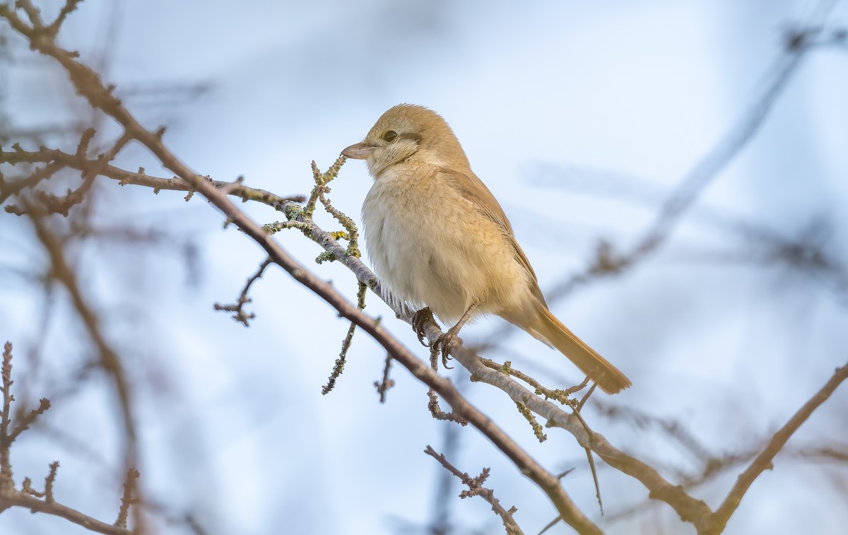 isabellavarsler - ML645162001