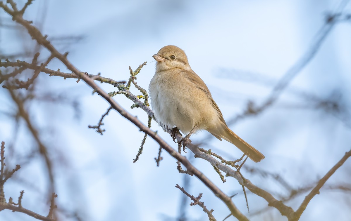 isabellavarsler - ML645162002