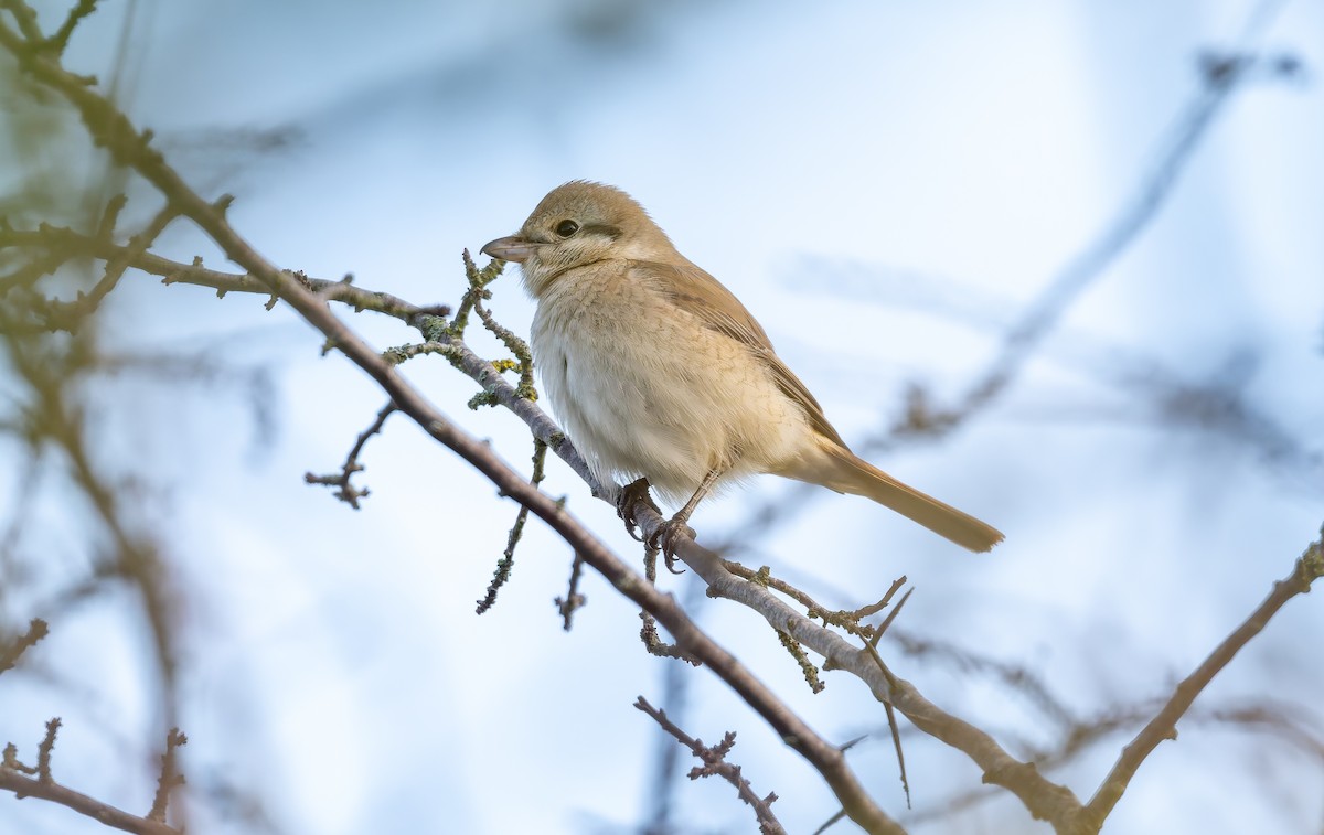 isabellavarsler - ML645162003