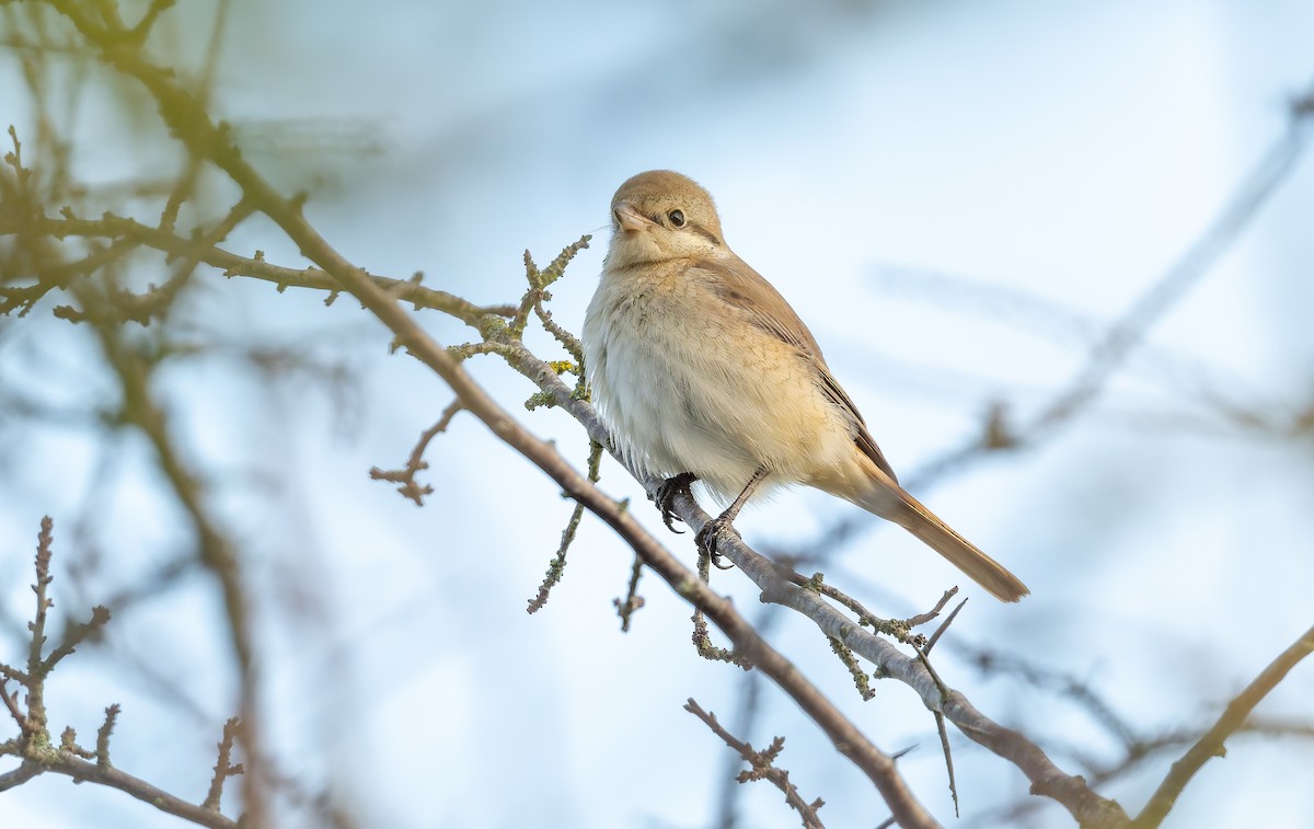 isabellavarsler - ML645162004