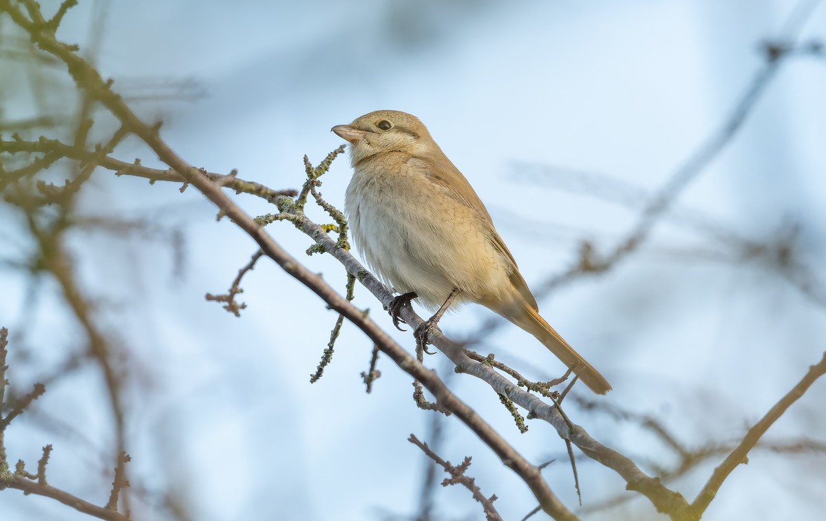 isabellavarsler - ML645162006