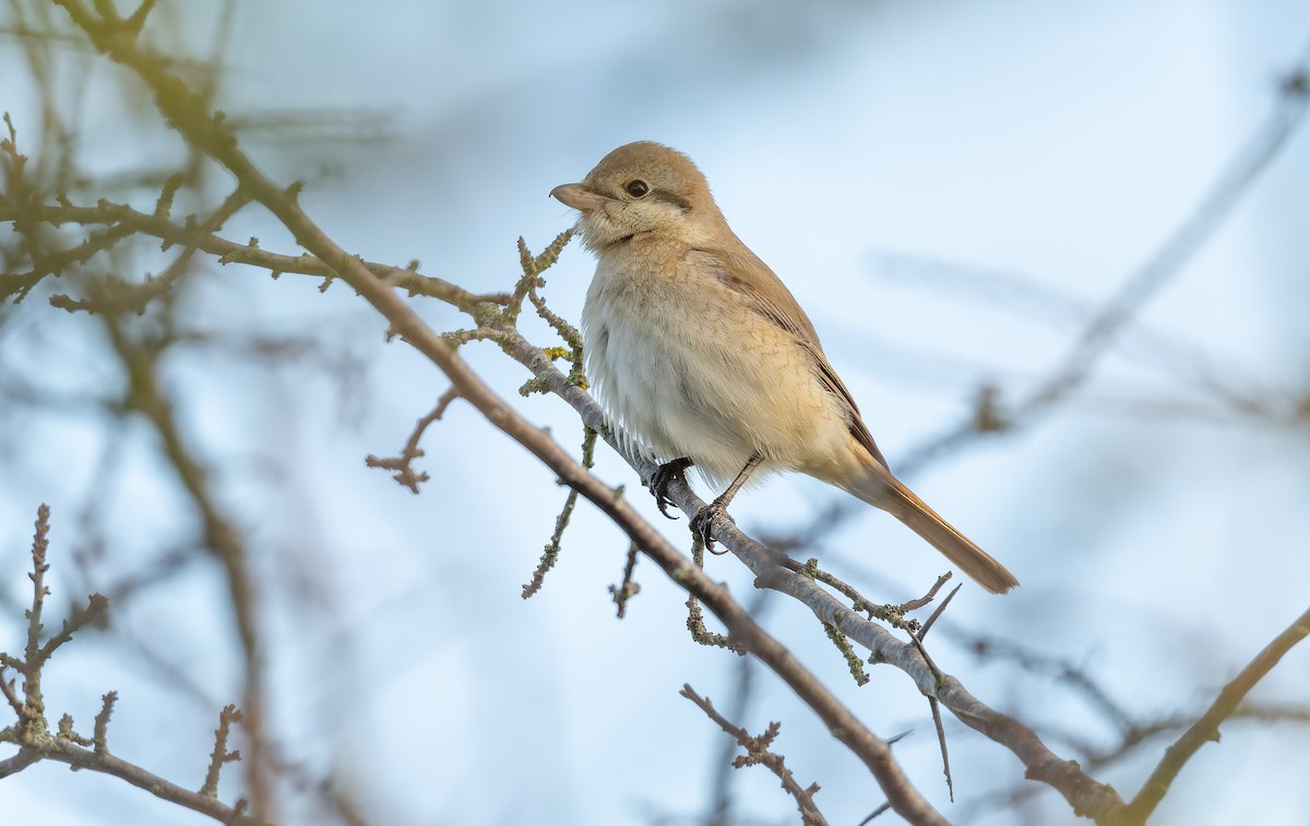 isabellavarsler - ML645162007