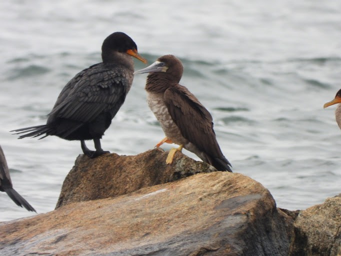 Brown Booby - ML645162012