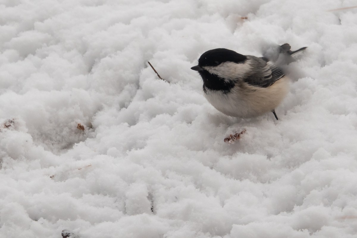 Black-capped Chickadee - ML645162018