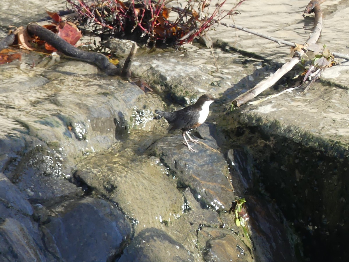 אמודאי הנחלים - ML645162036