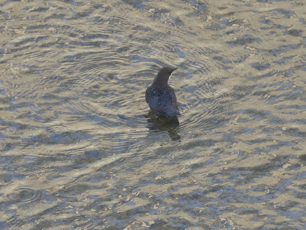 אמודאי הנחלים - ML645162040