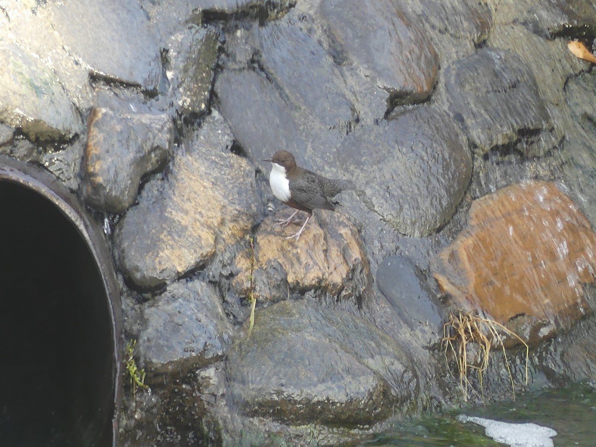 אמודאי הנחלים - ML645162041