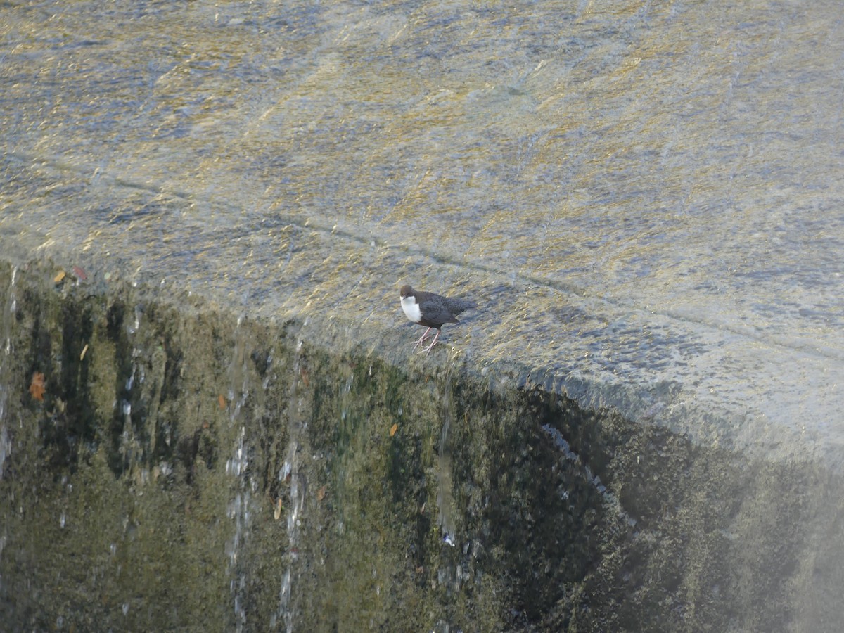 אמודאי הנחלים - ML645162045