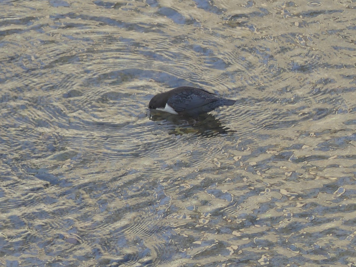 אמודאי הנחלים - ML645162046