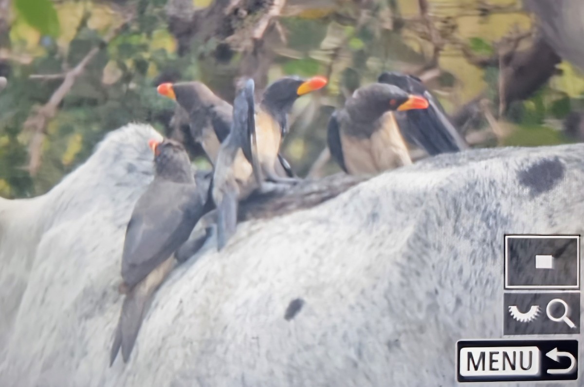 Yellow-billed Oxpecker - ML645162051