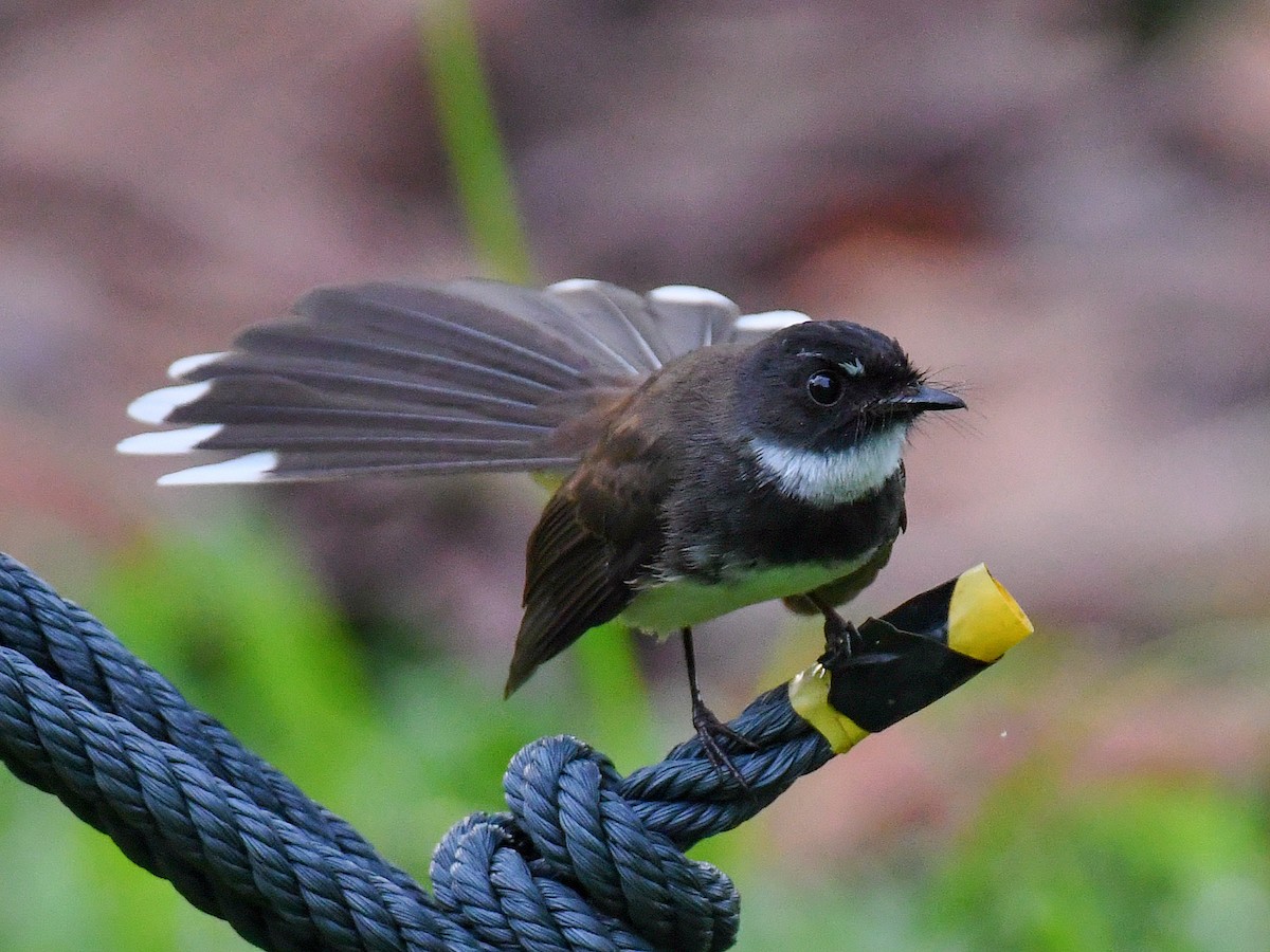 Malaysian Pied-Fantail - ML645162061