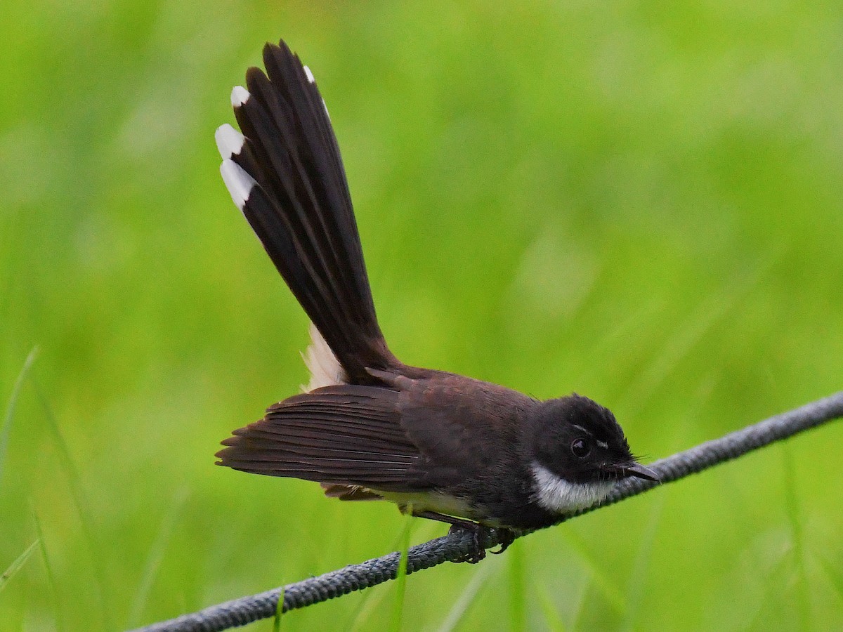 Malaysian Pied-Fantail - ML645162062
