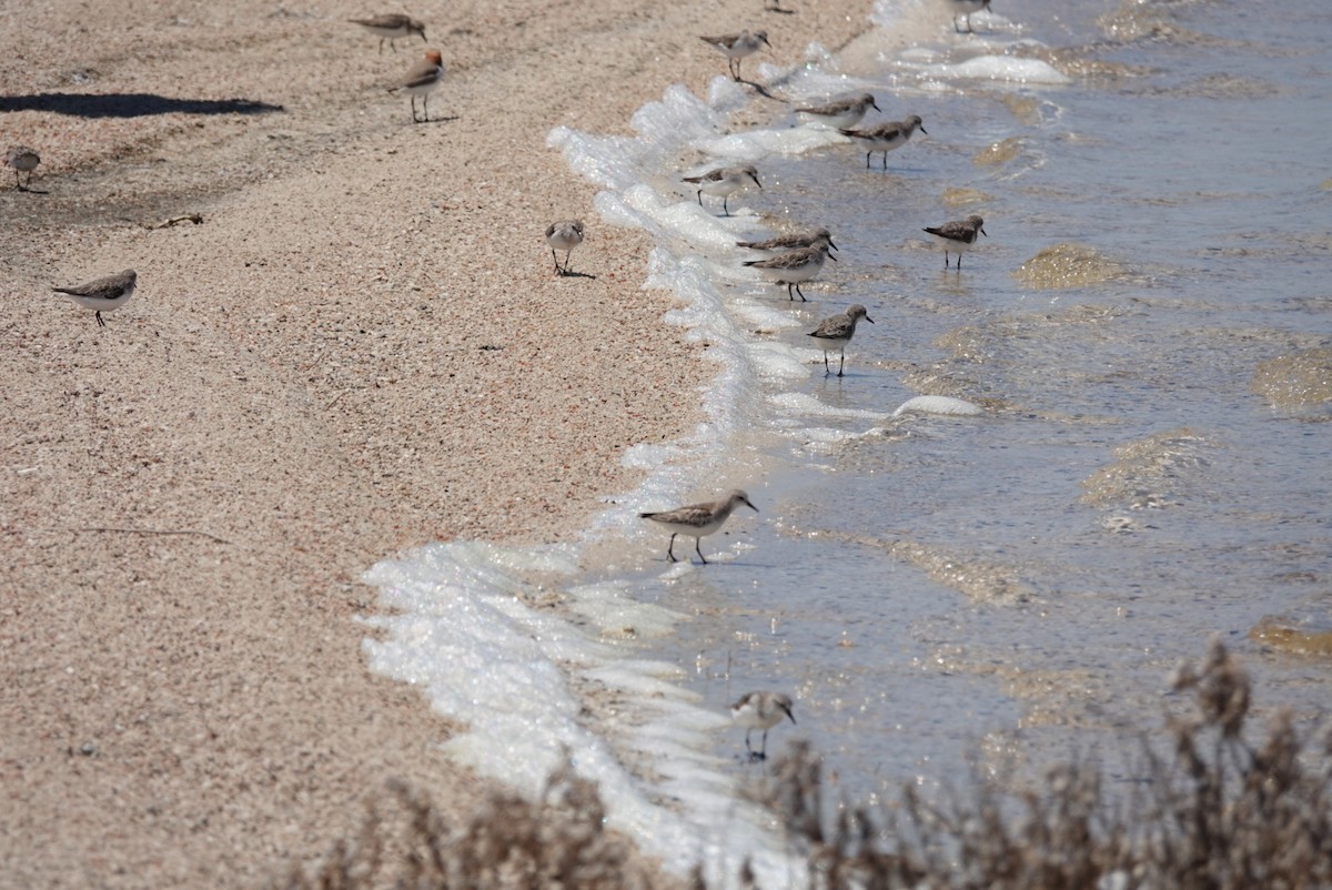 紅胸濱鷸 - ML645162065