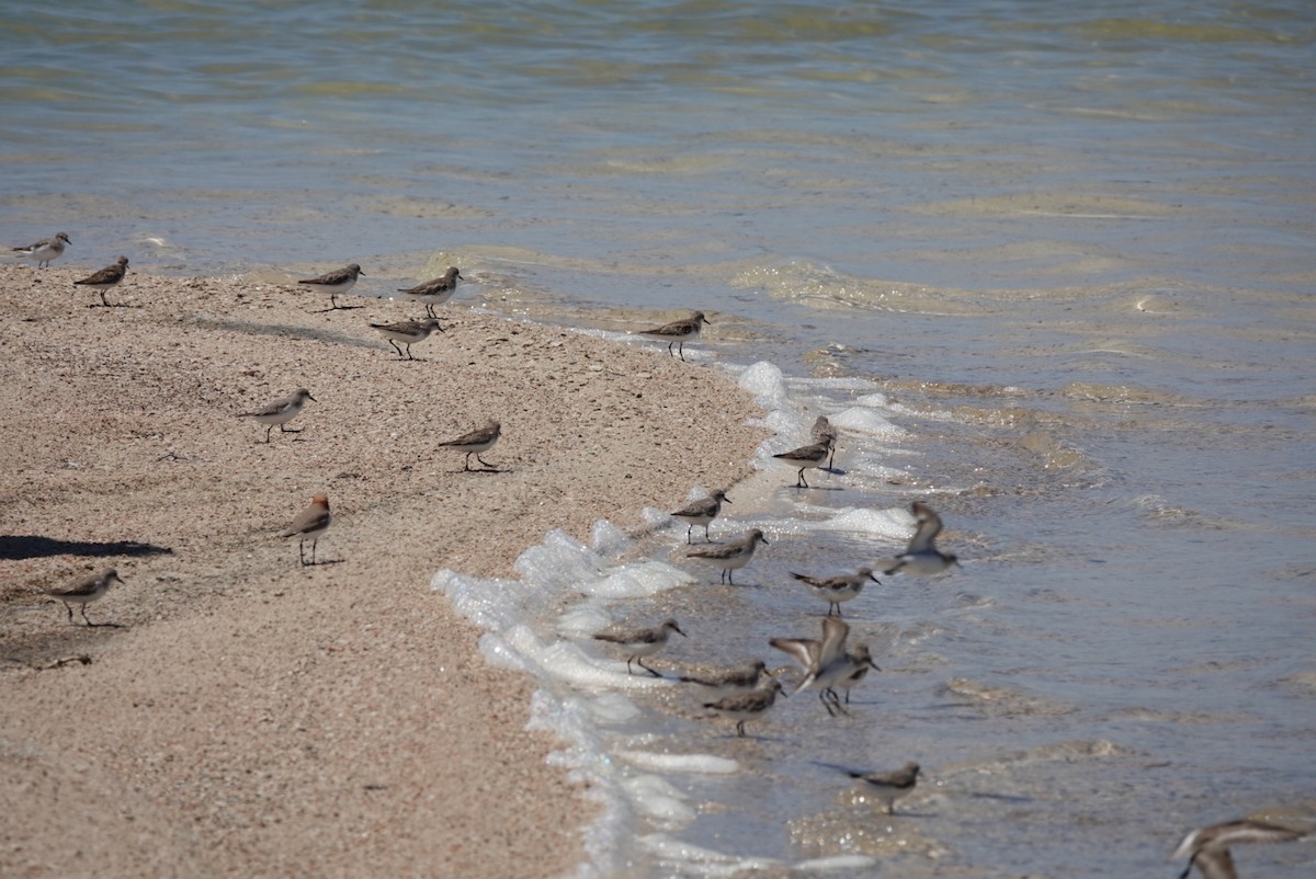 紅胸濱鷸 - ML645162066
