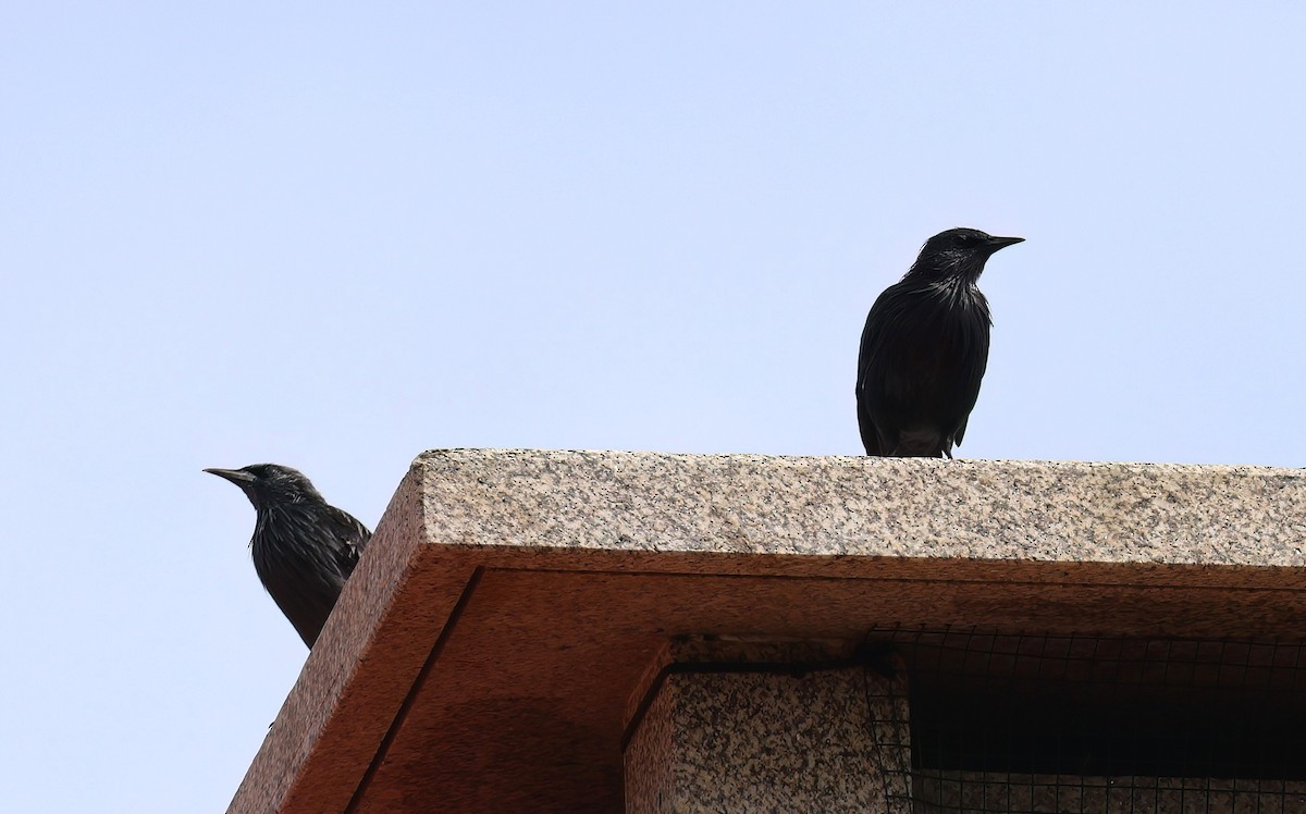 Spotless Starling - ML645162067