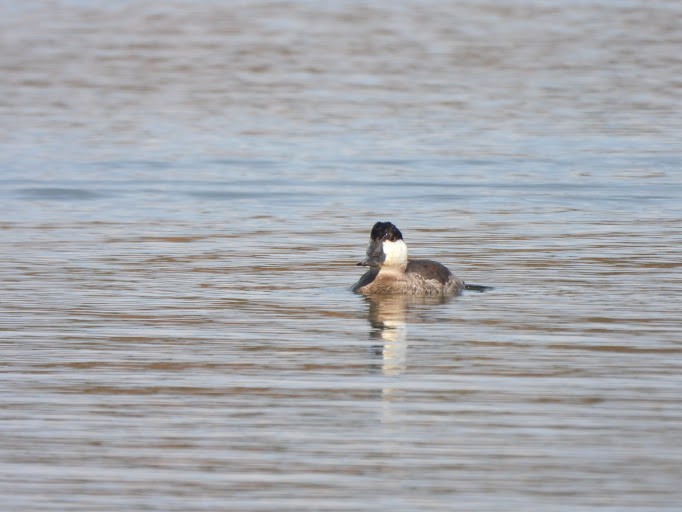 Ruddy Duck - ML645162068