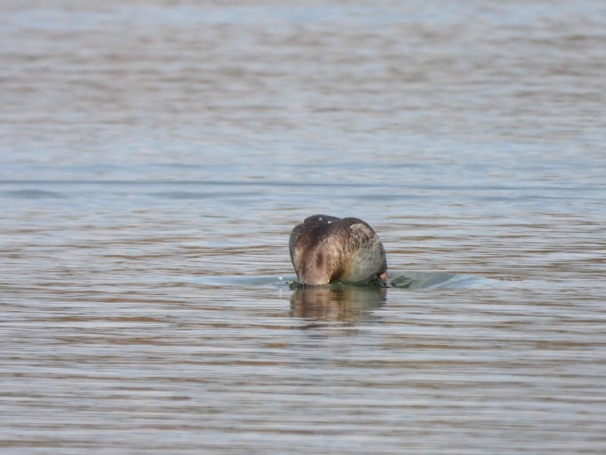 Ruddy Duck - ML645162070