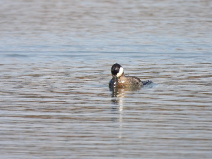 Ruddy Duck - ML645162071