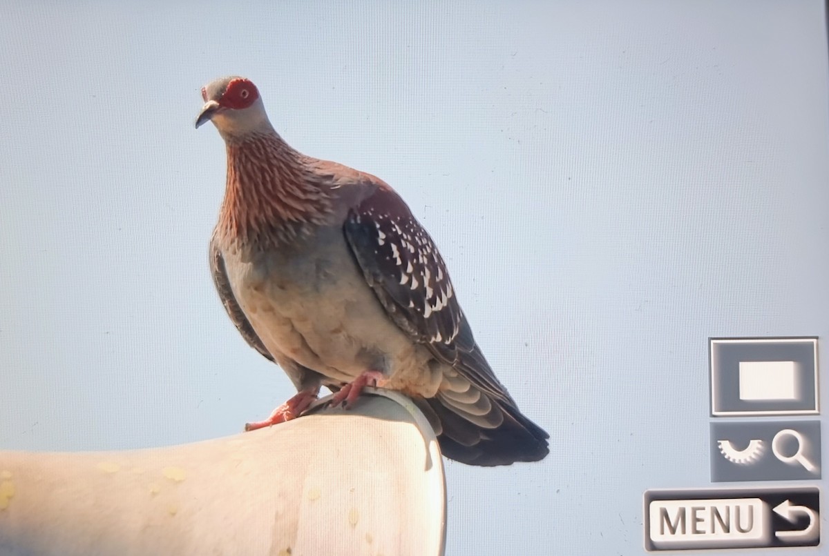 Speckled Pigeon - ML645162073