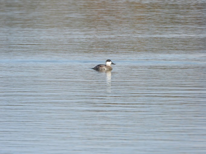 Ruddy Duck - ML645162074