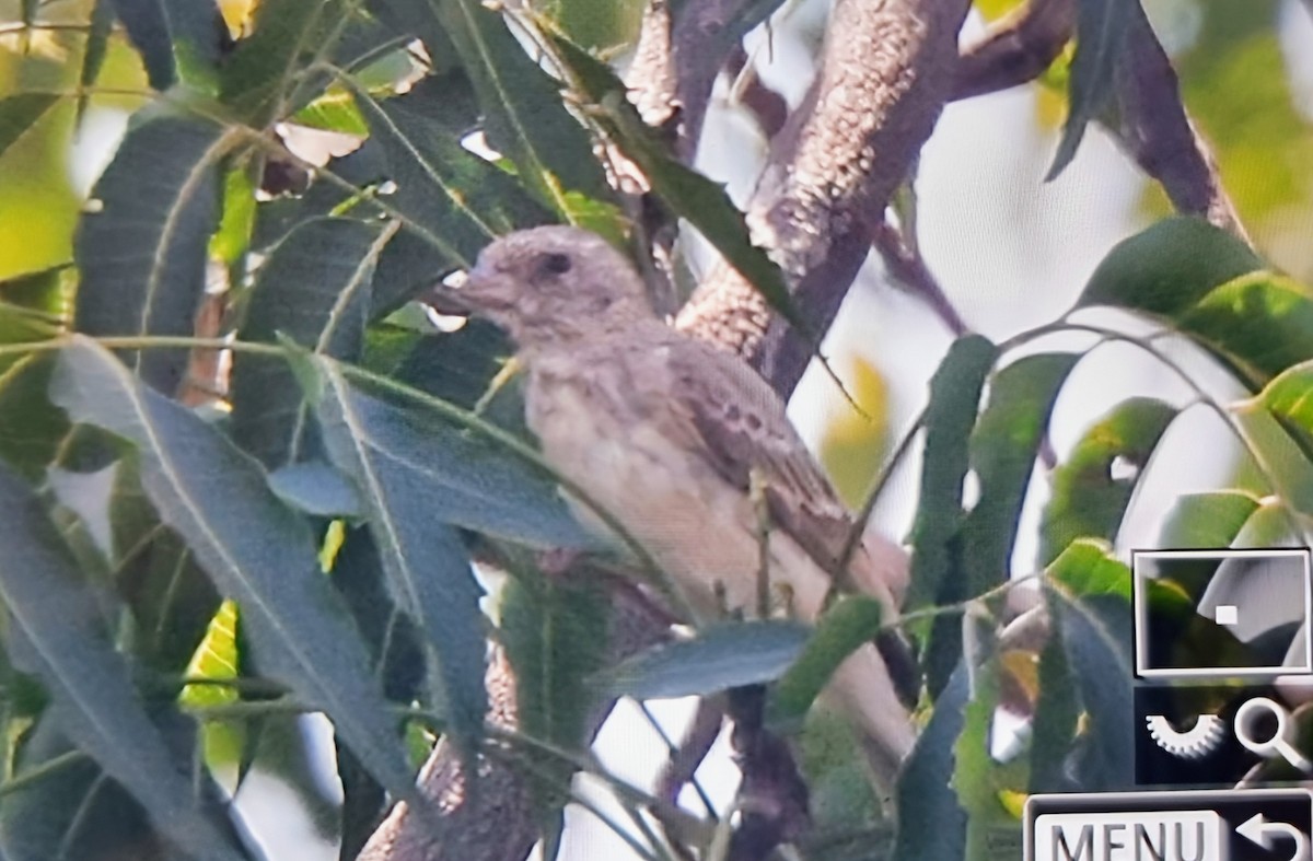 White-rumped Seedeater - ML645162075