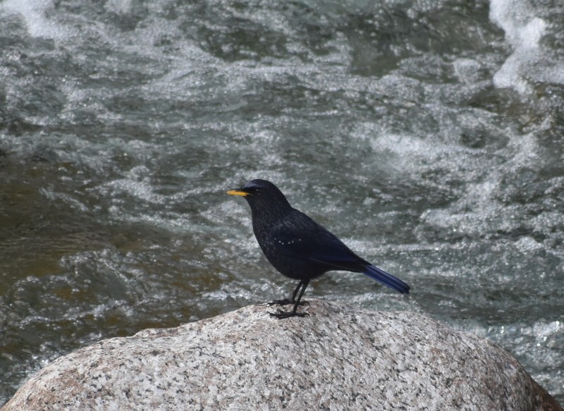 白斑紫嘯鶇 - ML645162076