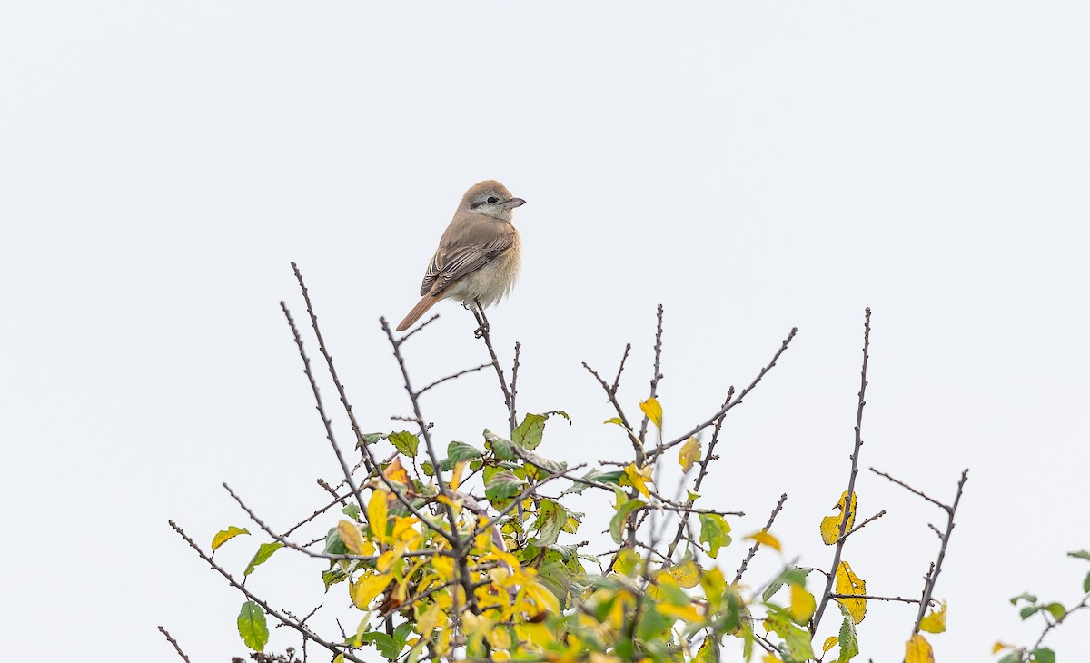 isabellavarsler - ML645162077