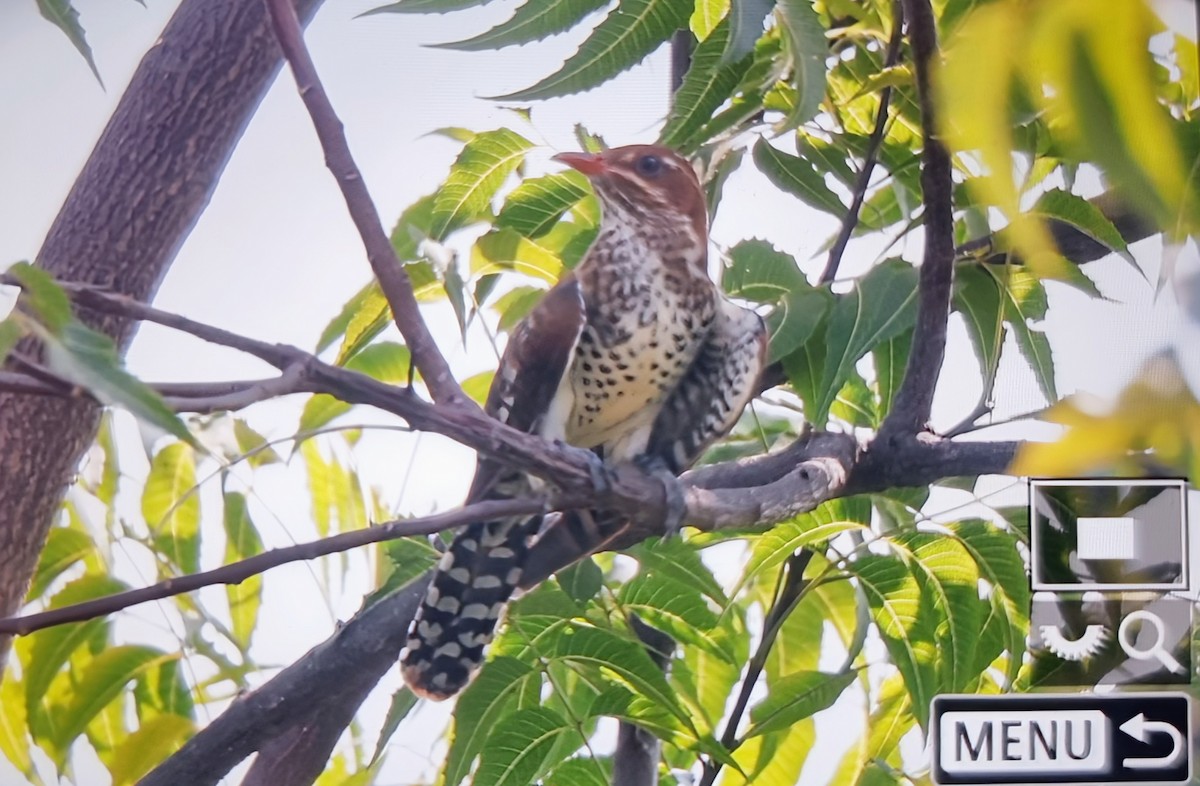 Dideric Cuckoo - ML645162078