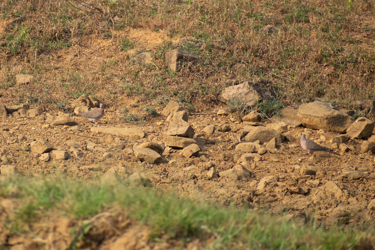 Laughing Dove - ML645162080