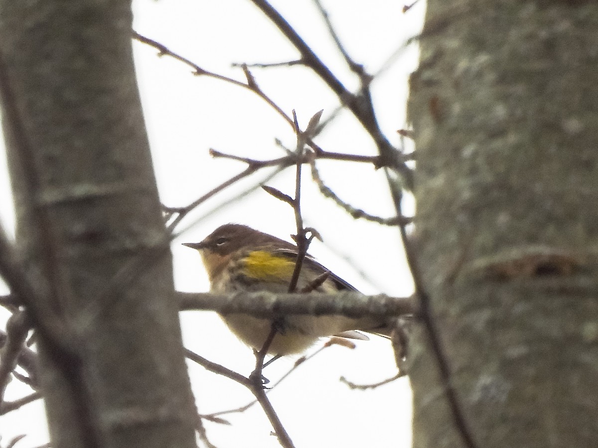 Yellow-rumped Warbler - ML645162081