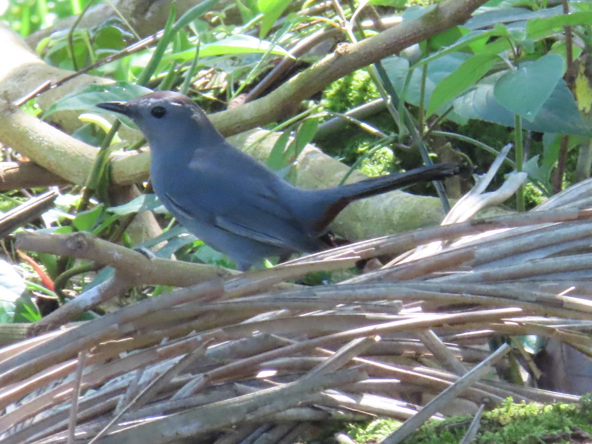 Miaulari grisa - ML645162082