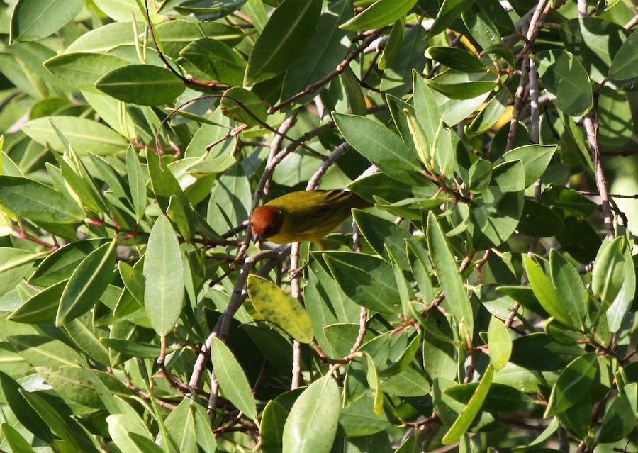 Mangrove Yellow Warbler - ML645162083
