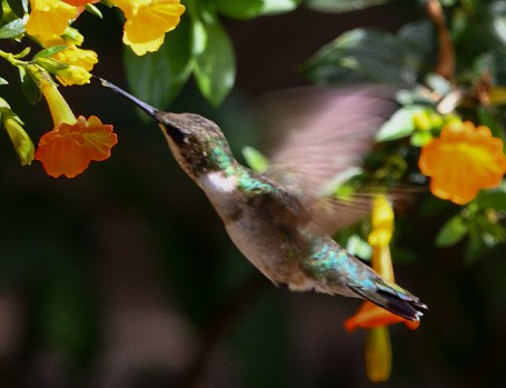 Ruby-throated Hummingbird - ML645162084