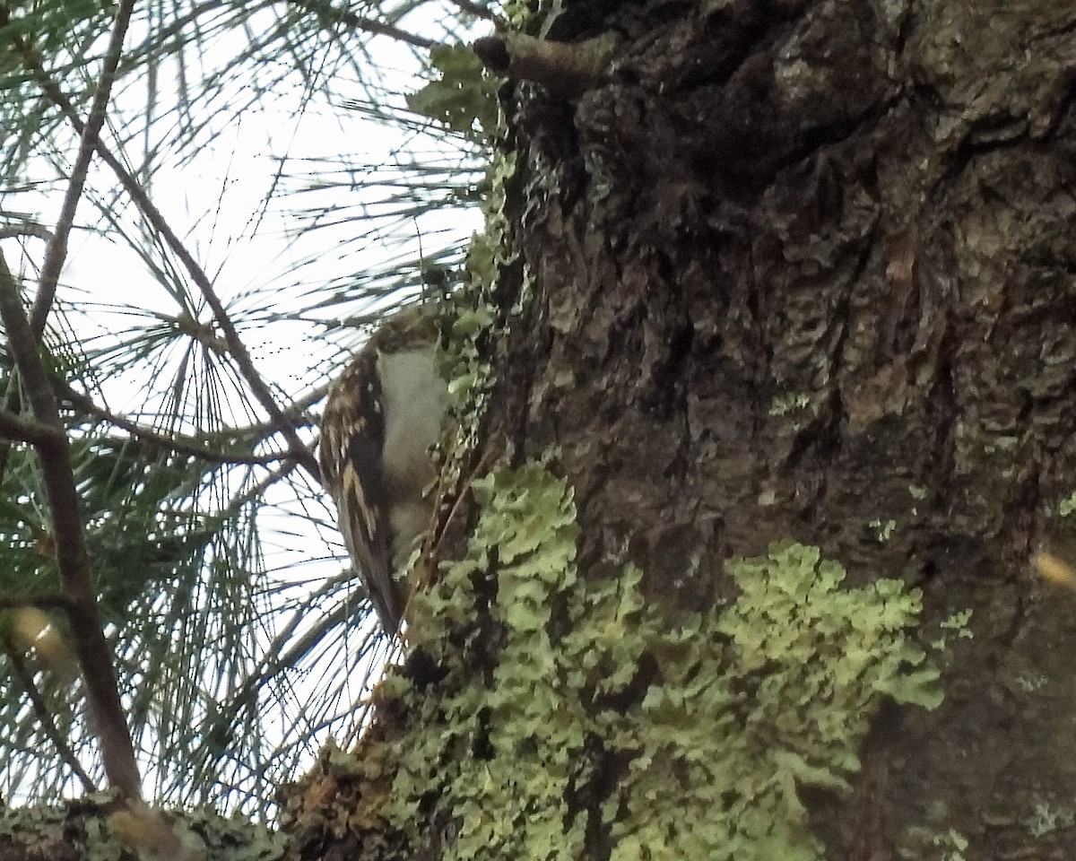 Brown Creeper - ML645162085