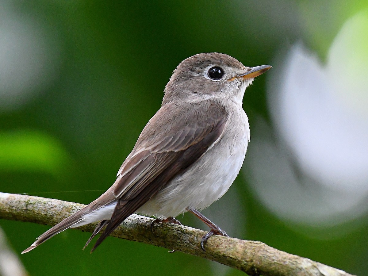 寬嘴鶲 - ML645162086