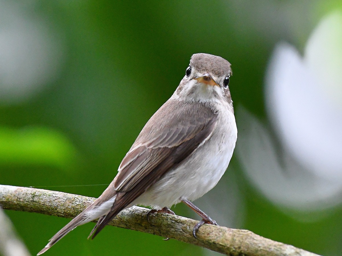 寬嘴鶲 - ML645162087