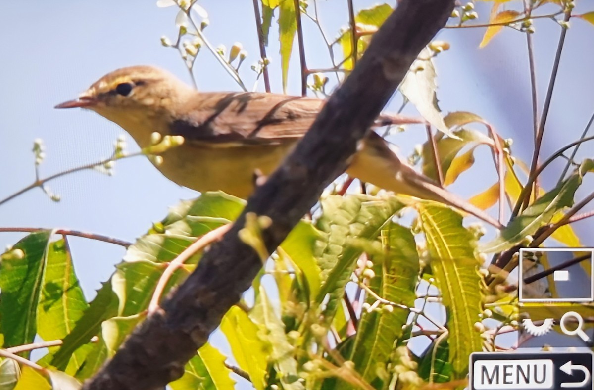 歐亞柳鶯 - ML645162089