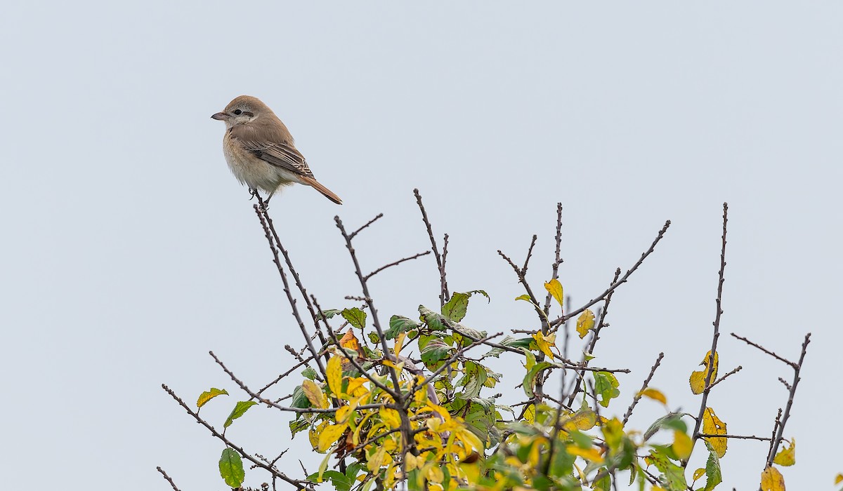 isabellavarsler - ML645162090