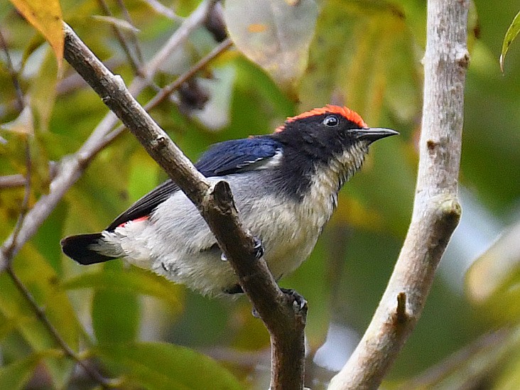 Scarlet-backed Flowerpecker - ML645162091
