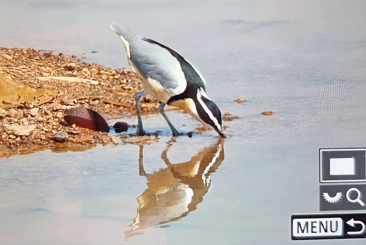 Egyptian Plover - ML645162092