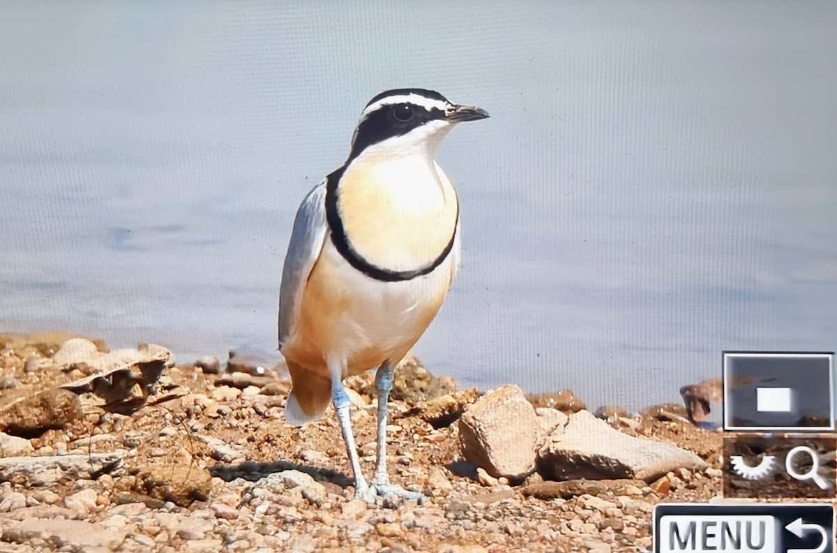 Egyptian Plover - ML645162093