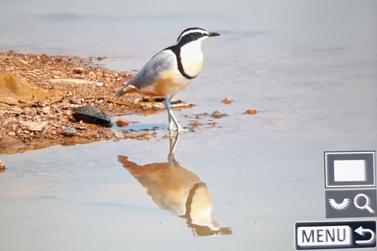 Egyptian Plover - ML645162094