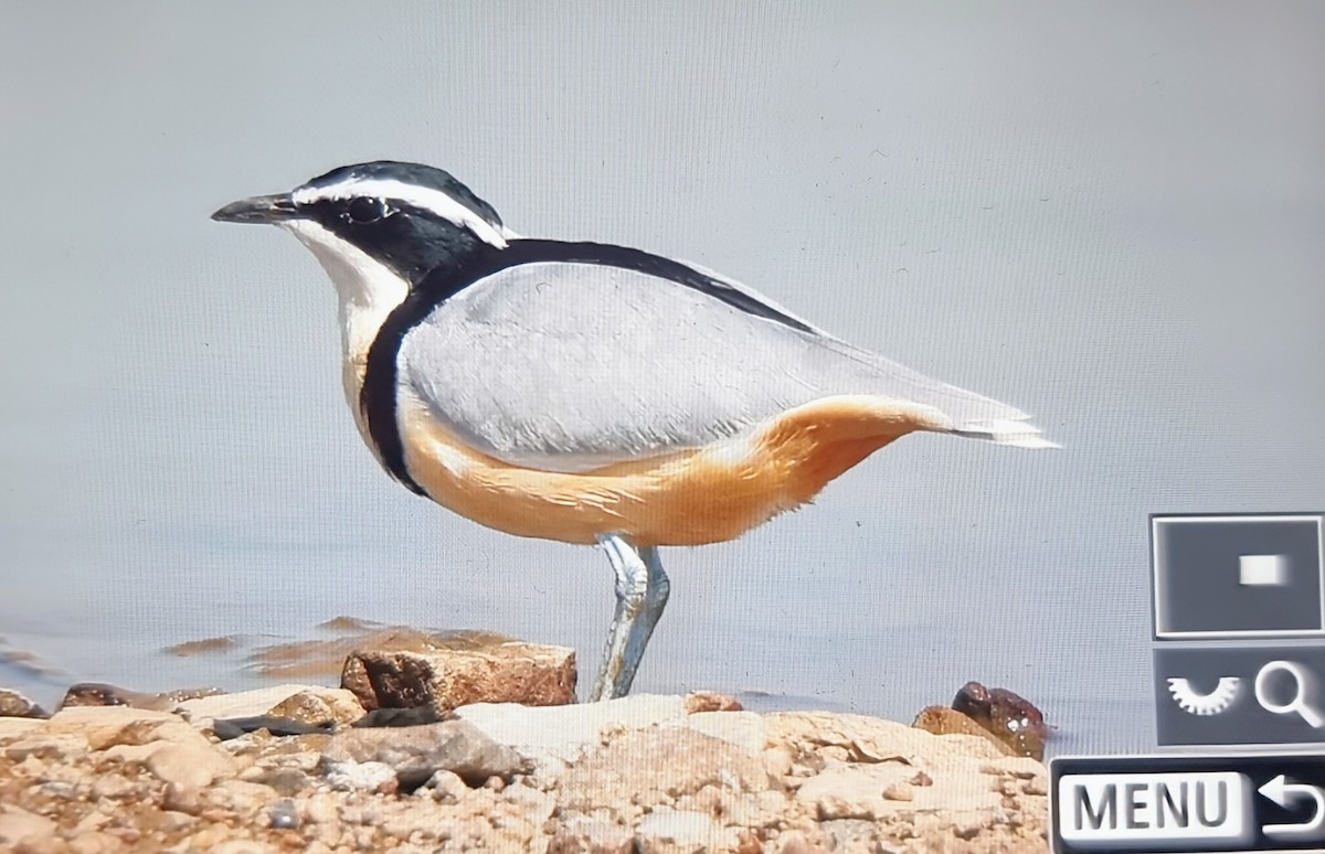 Egyptian Plover - ML645162096