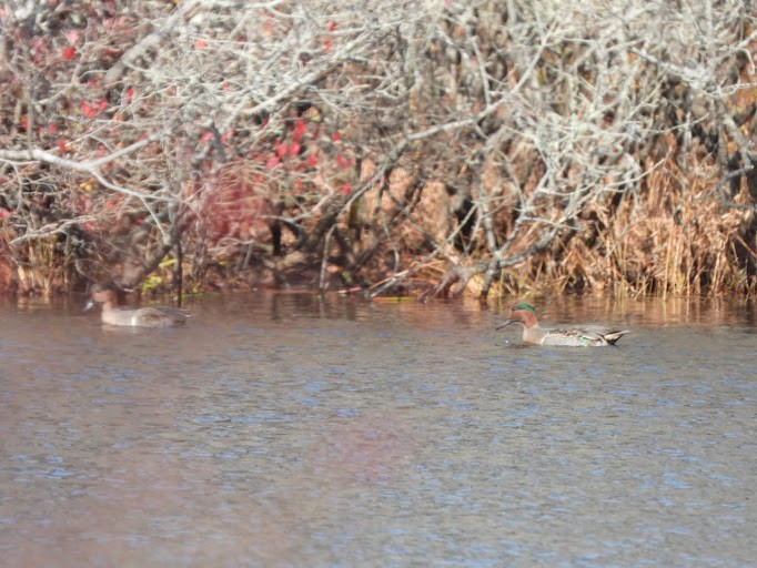 小水鴨 - ML645162097