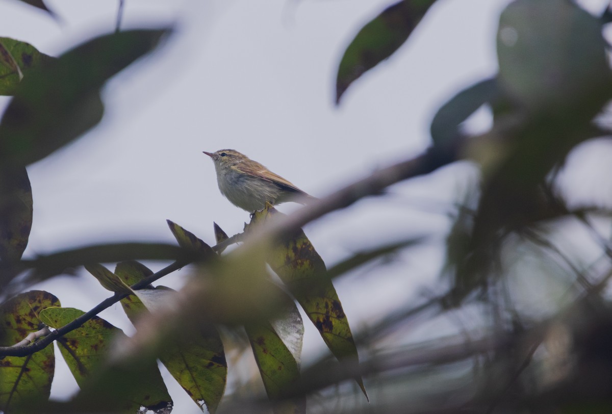 Greenish Warbler - ML645162100