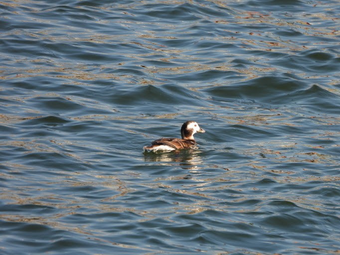 Long-tailed Duck - ML645162107